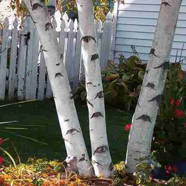 1 Paper White Birch Tree 12-24" Betula papyrifera Smooth Bark Fast Growing Trees for Landscapes