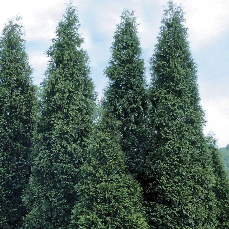 2 Green Giant Arborvitae Plants in 4" Pots - Thuja Green Giant - Evergreen Screening Hedges for Full Sun to Partial Shade