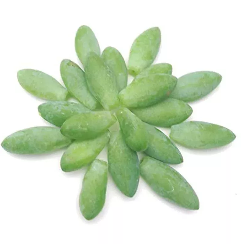 20 Organic Burro's Tail Leaves for Propagation - Donkey Tail Succulent - Sedum morganianum - Fresh Succulent Cuttings for Planting