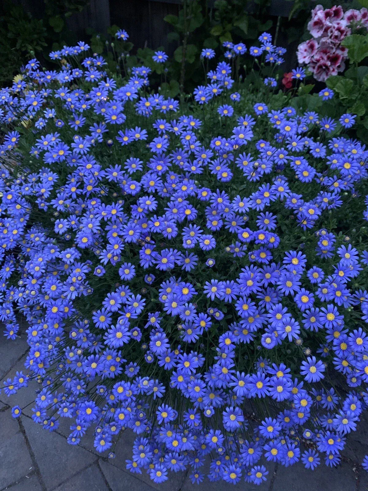 3 Blue Daisy Plant - Live Perennials - Felicia amelloides in 3” Pots