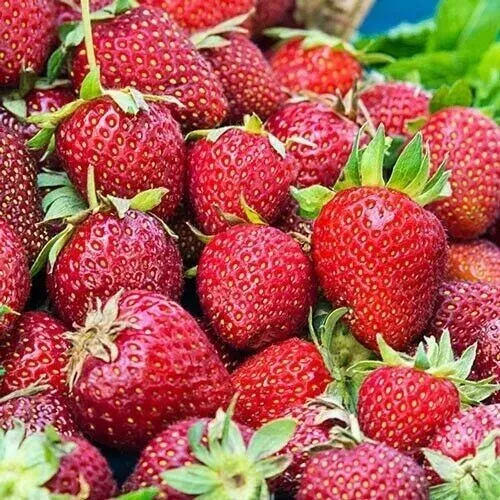 Albion Strawberry Plants - 10 Bare-Root Day Neutral Strawberry Plants - Freshly Dug, In Stock, Quick Shipping