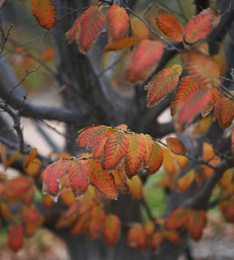 American Hornbeam Trees - 2 Pack - 12" Height - Carpinus Caroliniana - Ideal for Shady Landscapes & Woodland Gardens