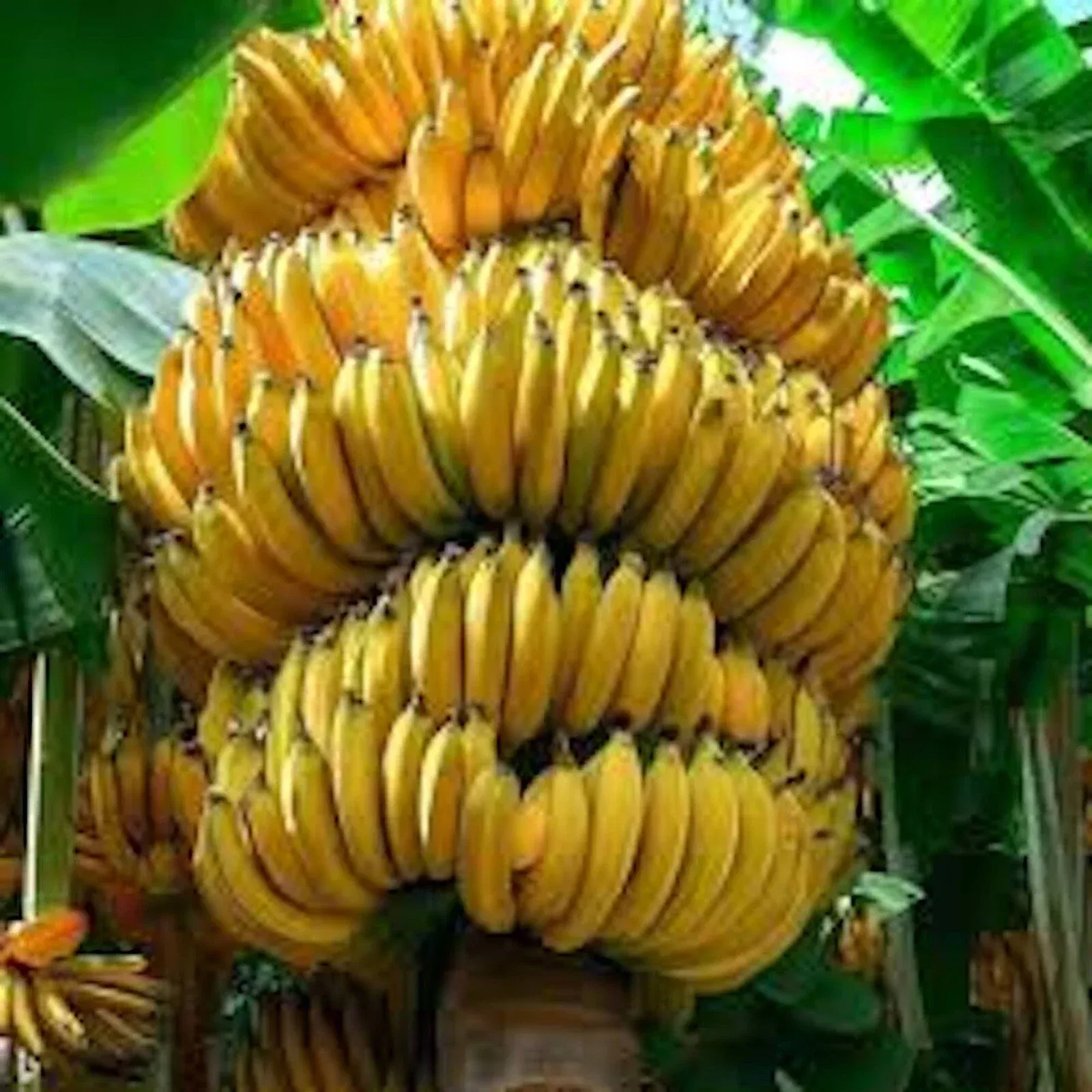 Banana Tree Starter Plant - 3 Musa Gran Nain Fruit Plants - Tropical Indoor/Outdoor Gardening