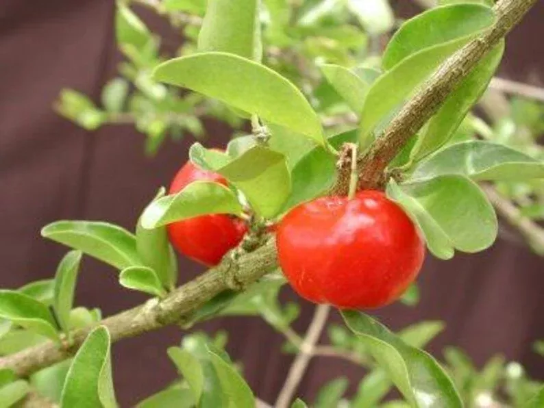 Barbados Cherry Plant - 6" Pot - Fast-Growing Bushy Tree - Malpighia emarginata