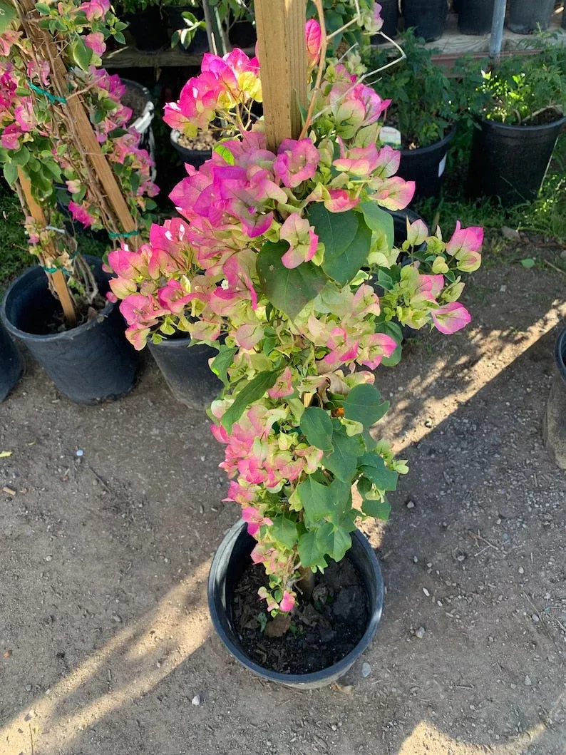 Bougainvillea Plant 3 Gallon Pink and White Variety (Bougainvillea spp.)