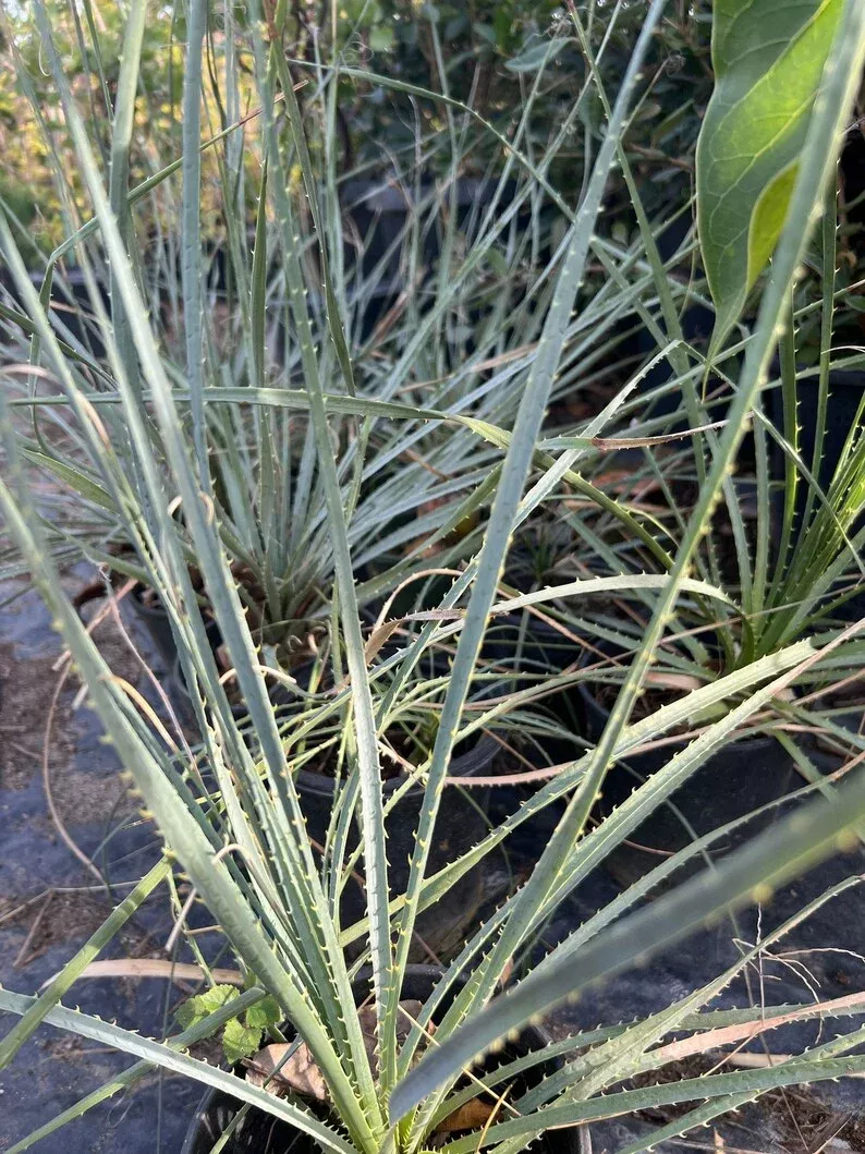 Dasylirion Wheeler Live Plant 6” Pot - Green Flowering Desert Plant - Dasylirion wheeleri