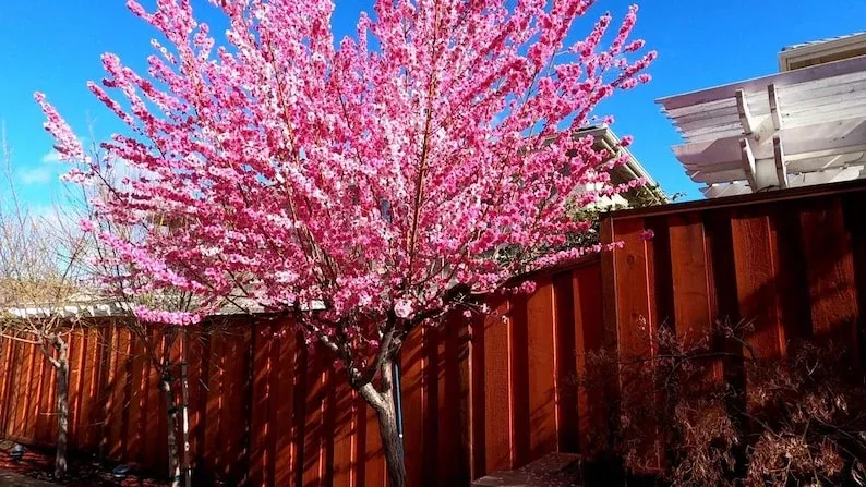 Early Pink Flowering Peach Tree - 3 Gal Pot - Bright Pink Blossoms - Fast Growing - Prunus persica 'Early Pink'