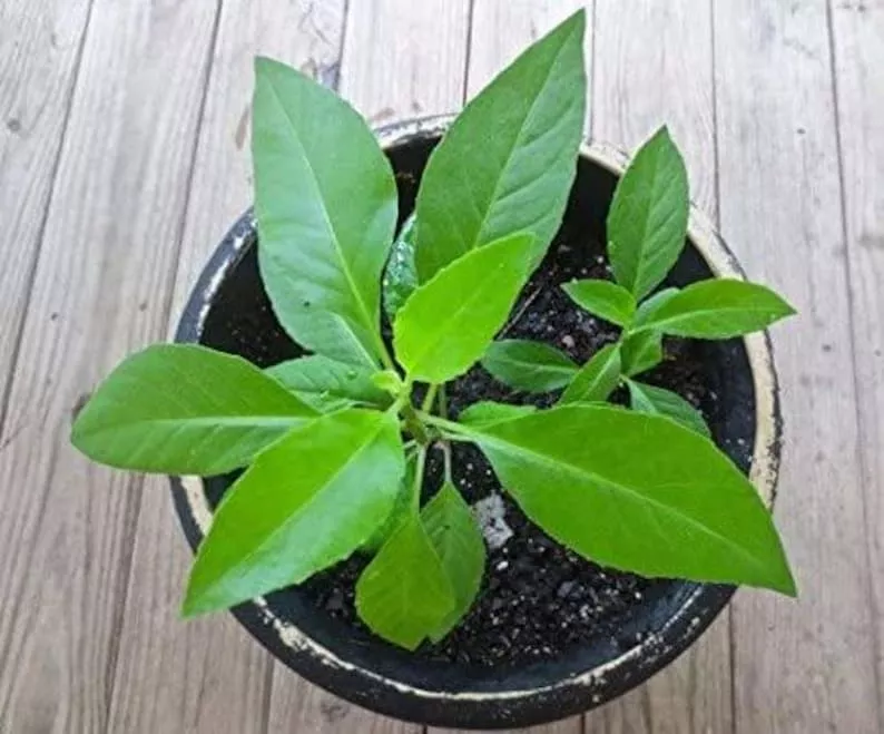 Gynura Procumbens Plant - Longevity Spinach - 3" Pot - Edible Green Herb for Health