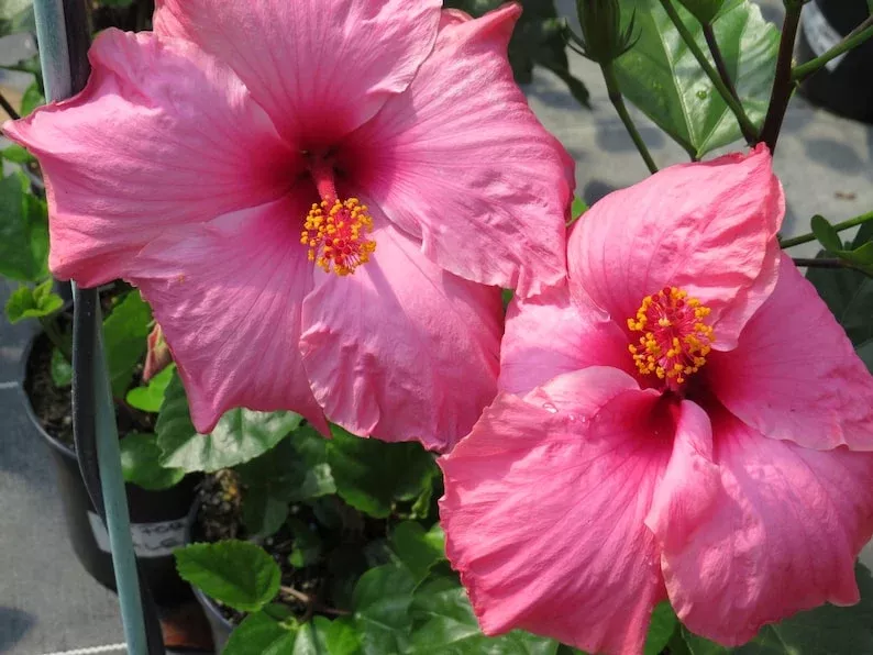 Hibiscus Plant 3 Gallon Pink 'Agnes Gault' Live Plant - Hardy Tropical Hibiscus (Hibiscus rosa-sinensis)