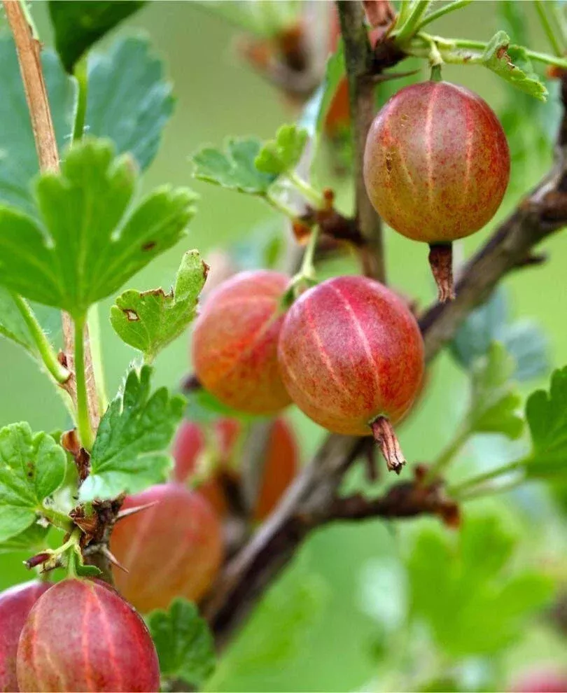 Jahns Prairie Gooseberry Live Rooted Starter Plant - Edible Shrub, Zones 3-8, Ribes missouriense
