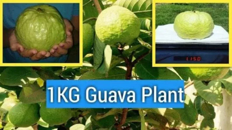 Kilo Guava Tree - 2 Feet - Airlayered - Psidium guajava - 1 Gal Pot Shipping