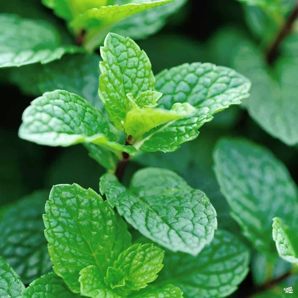 Live Peppermint Plant - 4" Pot - Mentha x Piperita - Fast Growing Herb for Culinary Use