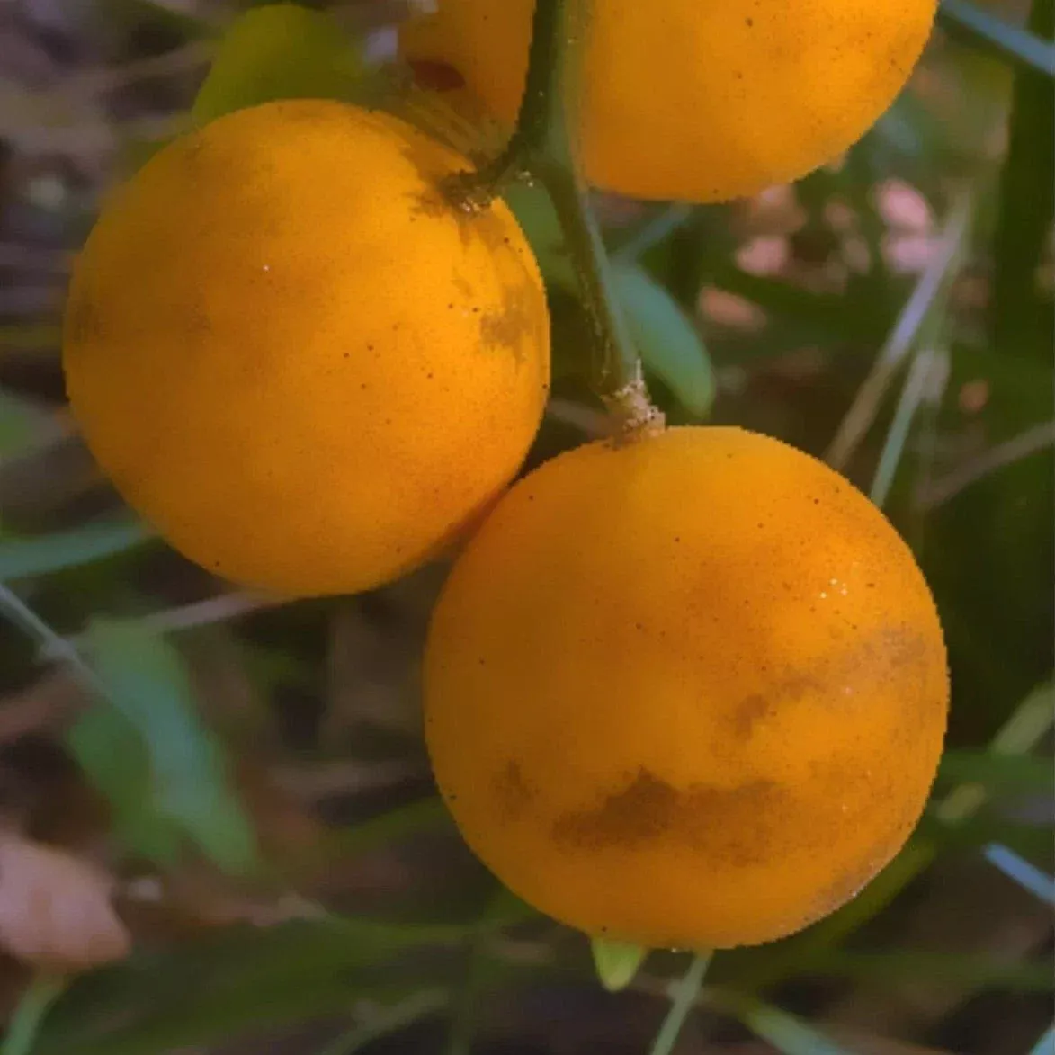Live Plants - 5 Hardy Orange Fruit Tree Seedlings - Trifoliate Flying Dragon Citrus (Citrus trifoliata)