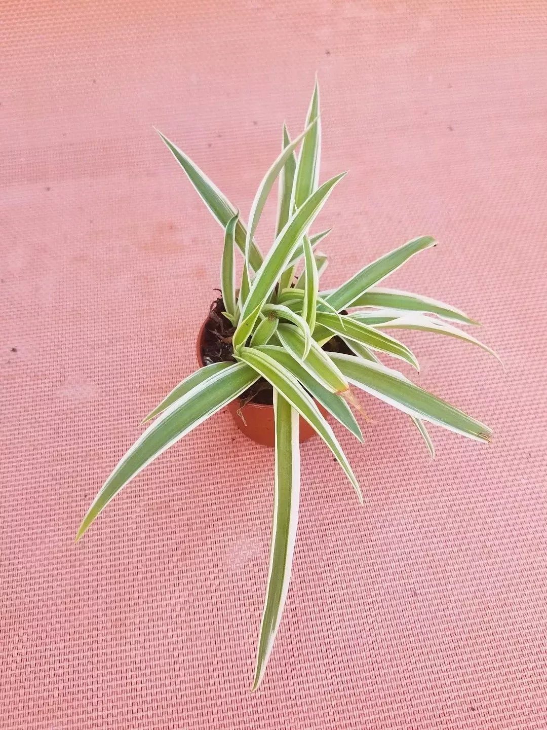 Live Spider Plant in 2" Pot - Easy Care Air Purifying Houseplant (Chlorophytum comosum)