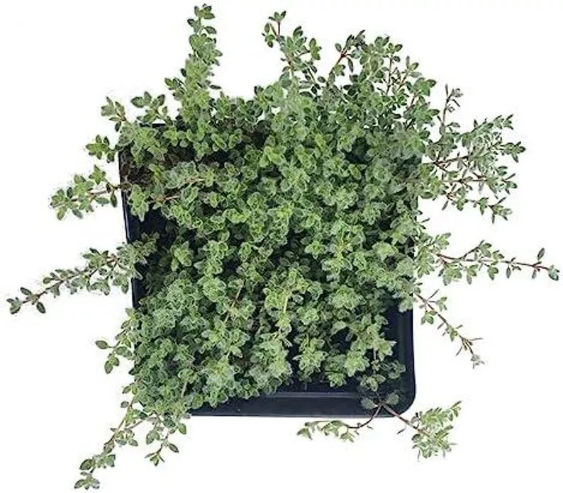 Organic Woolly Thyme Plant in 2.5-Inch Pot, Thymus pseudolanuginosus, Live Herb by Smoke Camp Crafts