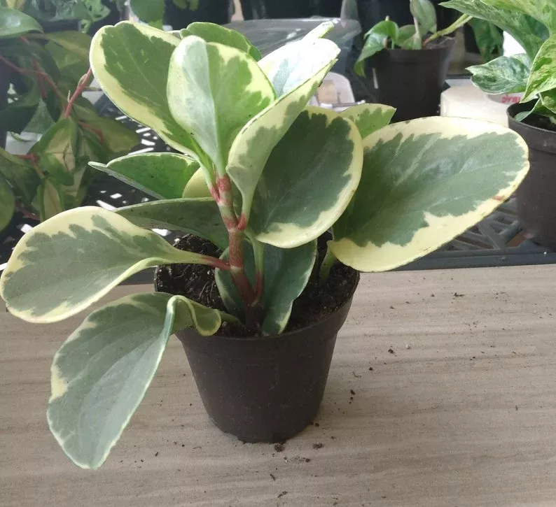 Peperomia Obtusifolia Plant with Free Cutting - Small Rooted Peperomia - Easy Care Houseplant - Ideal for Indoor Gardening