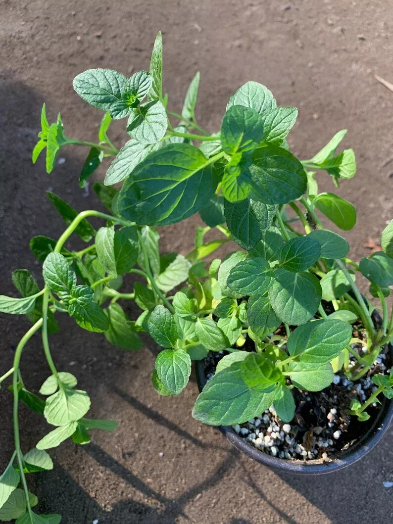 Peppermint Live Plant in 3” Pot - Mentha × piperita - Fresh Herbal Home Garden