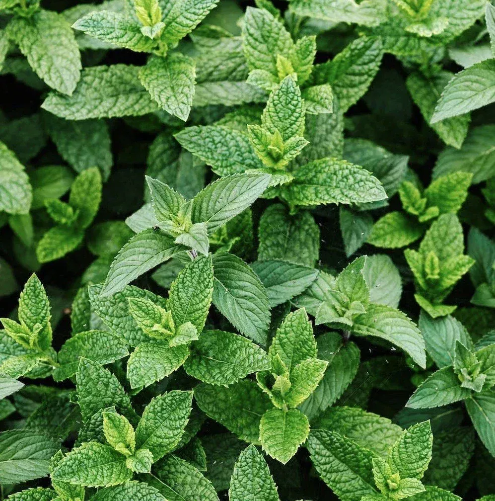 Peppermint Seeds 3000+ Count Non-GMO Heirloom Perennial Mentha piperita