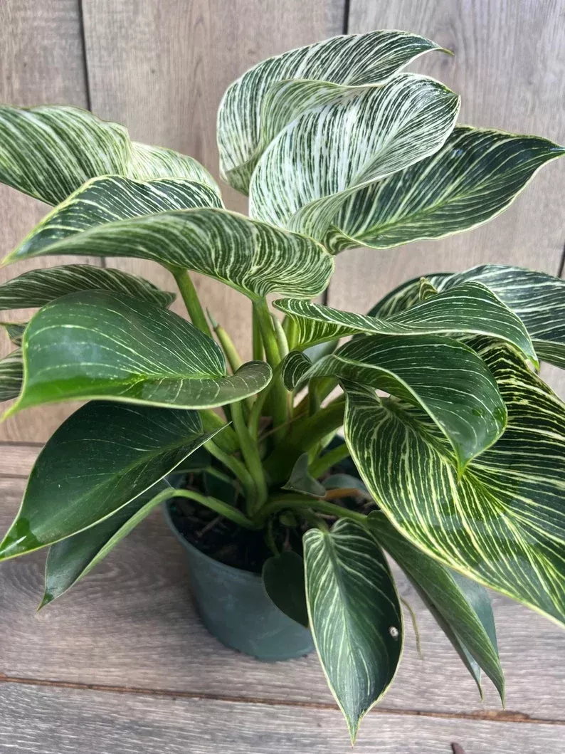Philodendron Birkin Live Plant in 6" Pot, Variegated Houseplant, Philodendron ‘Birkin’ - Easy Care Indoor Plant