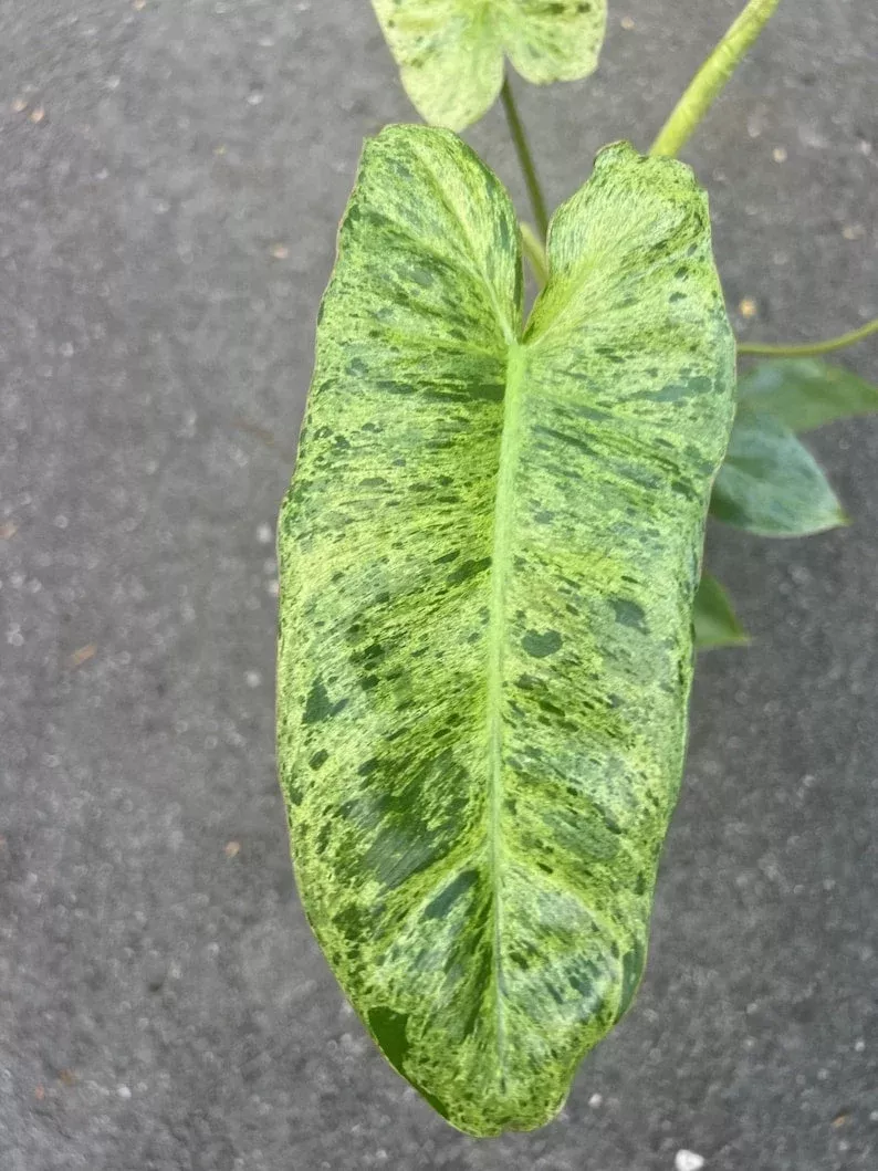 Philodendron Paraiso Verde 4" Pot - High Variegation, Tropical Evergreen Plant, Philodendron 'Paraiso Verde'
