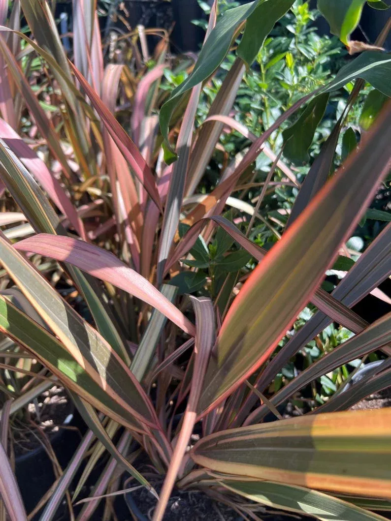 Phormium Plant 1 Feet Tall Assorted Varieties in 6" Pot - Phormium Tenax