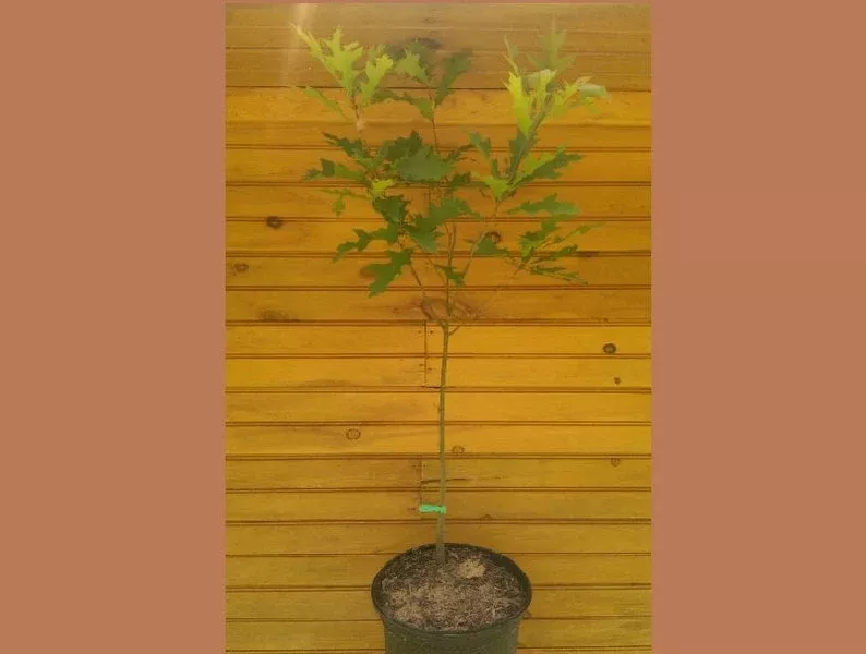 Pin Oak Trees Set of 5 - 6" - 12" - Quercus palustris - Live Outdoor Trees - Fast Growing Ornamental Shade
