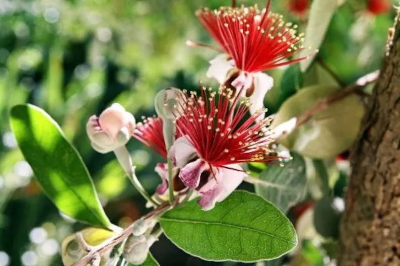Pineapple Guava Plant 1ft Tall in 6" Pot - Feijoa Sellowiana - Live Plant with Healthy Roots